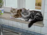 Katze Arwen und Padme 5 Monate alt in der Küche.